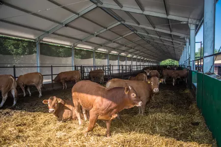 Hale stalowe- Niechłód