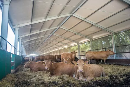 Hale dla bydła: Nowoczesne rozwiązania dla gospodarstw rolnych